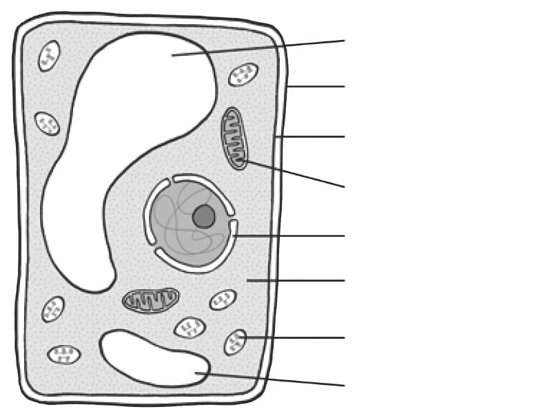 ACTIVITY: Comparing plant and animal cells