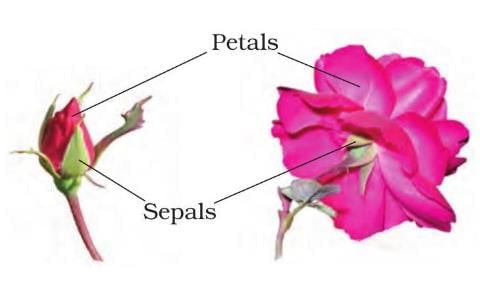 Plants in the Surroundings Chapter Notes | Science Class 3 ICSE