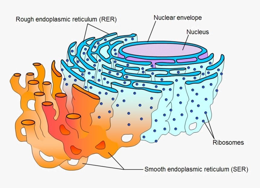 4.1 Endomembrane System Components