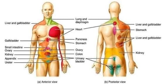 Referred pain of various on the body surface.