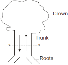 Structure Of Tree