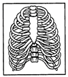 The Skeletal System | Science Class 5