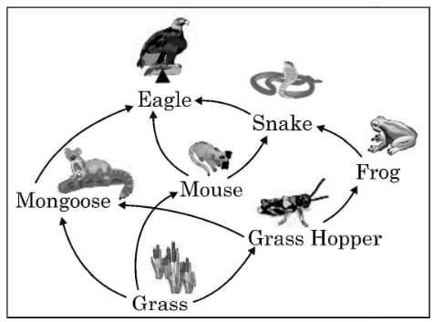 Class 10 Science - Previous Year Questions - Our Environment