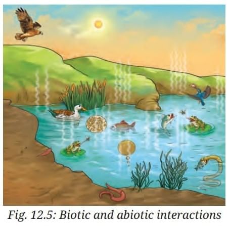 NCERT Based Activity: How Nature Works in Harmony | Science Curiosity Class 8 -  New NCERT