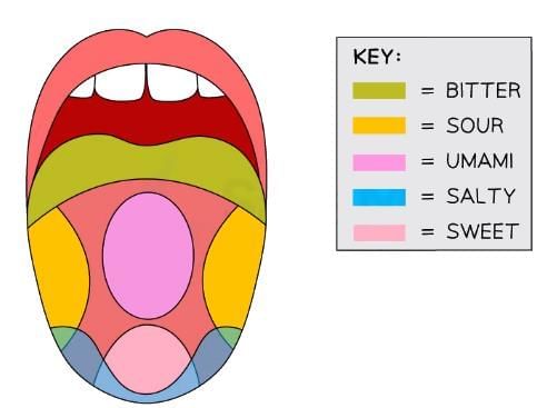 Sensory Evaluation, The Biology of Tasting | Food & Nutrition for Year 6