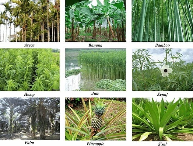 Different Kinds of Crops