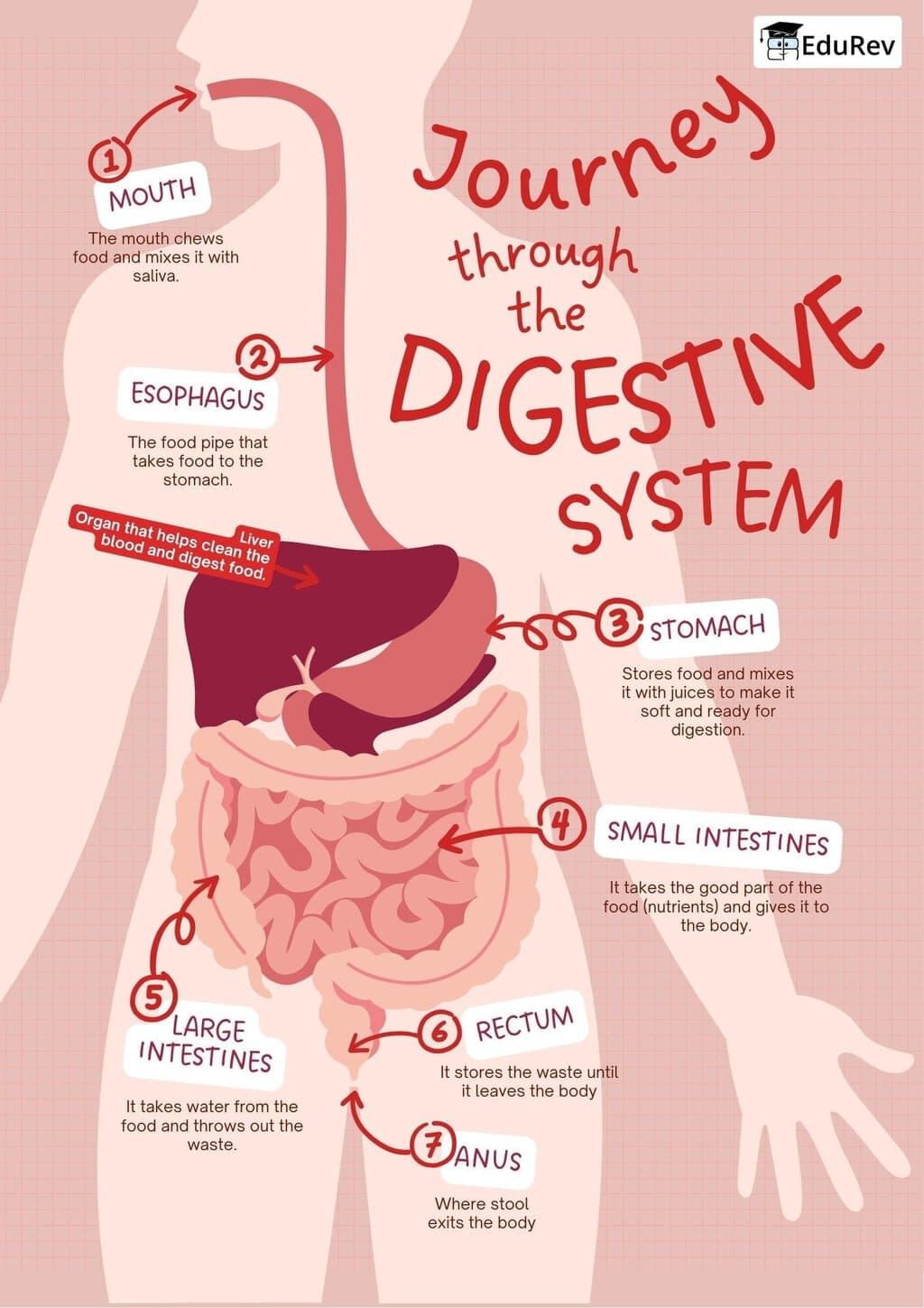 Infographics: The Digestive System | Science for Class 4