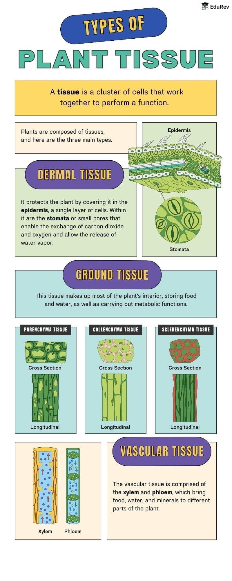 Infographics: Types of Plant Tissues | Biology Class 11 - NEET
