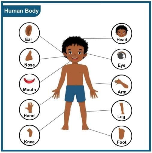 External Organs (Outside the Body)