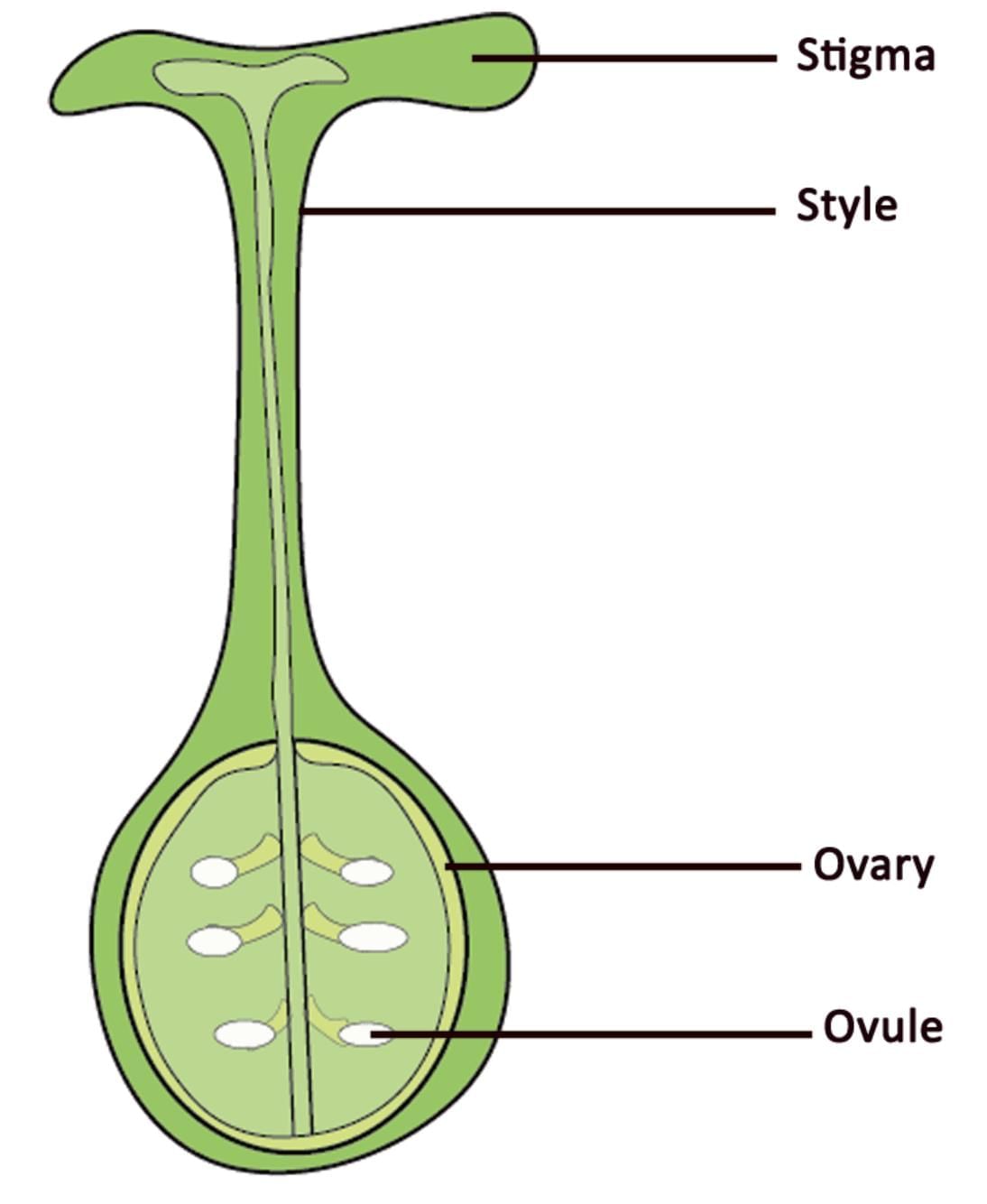 Q6: Which of the following is the correct sequence of parts of female reproductive system of flowering plants in terms of their placement?  (1 Mark)(a) Stigma, ovule, ovary, style(b) Ovule, stigma, ovary, style(c) Style, stigma, ovule, ovary(d) Stigma, style, ovary, ovule