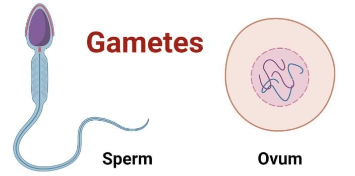 Important Definition: How do Organisms Reproduce? | Science Class 10