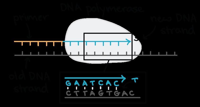 Revision Notes: Structure of Chromosomes, Cell Cycle and Cell Division | Science for Grade 6