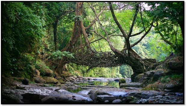 Important Questions: Diversity in the Living World | Science for Class 6