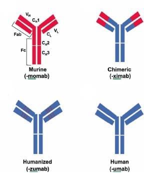 Antigen, Antibody, Antigen-Antibody Reaction, Complement Chapter Notes | Microbiology - NEET PG