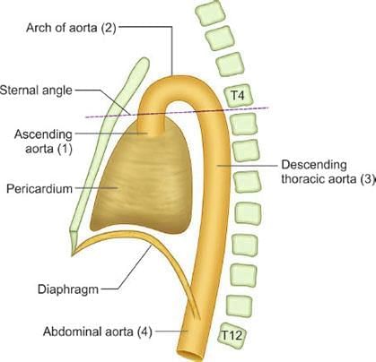 Thorax - 1 Chapter Notes | Anatomy - NEET PG