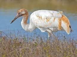 Endangered Animals | General Knowledge for Young Learners - Class 1