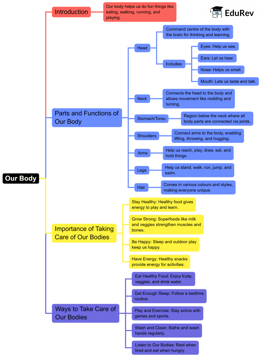 Mind Map: Our Body | EVS for Class 1