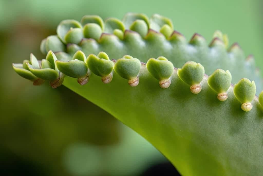 Class 10 Science Chapter 7 Previous Year Questions - How do Organisms Reproduce?