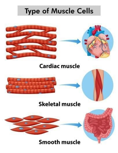 3.3.3 Muscular Tissues - Can we control movement in our body?