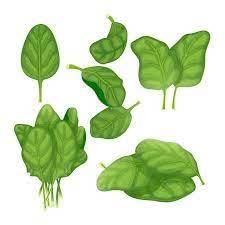 Worksheet: The Plant Fairy - 2 | EVS for Class 3