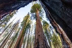 Facts on Trees | General Knowledge for Young Learners - Class 1