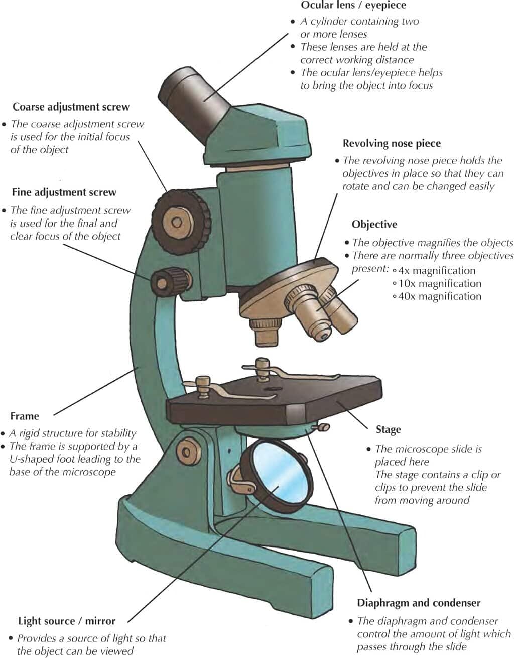 Observing cells under a microscope