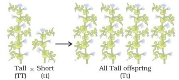 Unit Test (Solutions): Heredity | Science Class 10