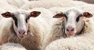 Livestock - 1 Class 4 Worksheet SST