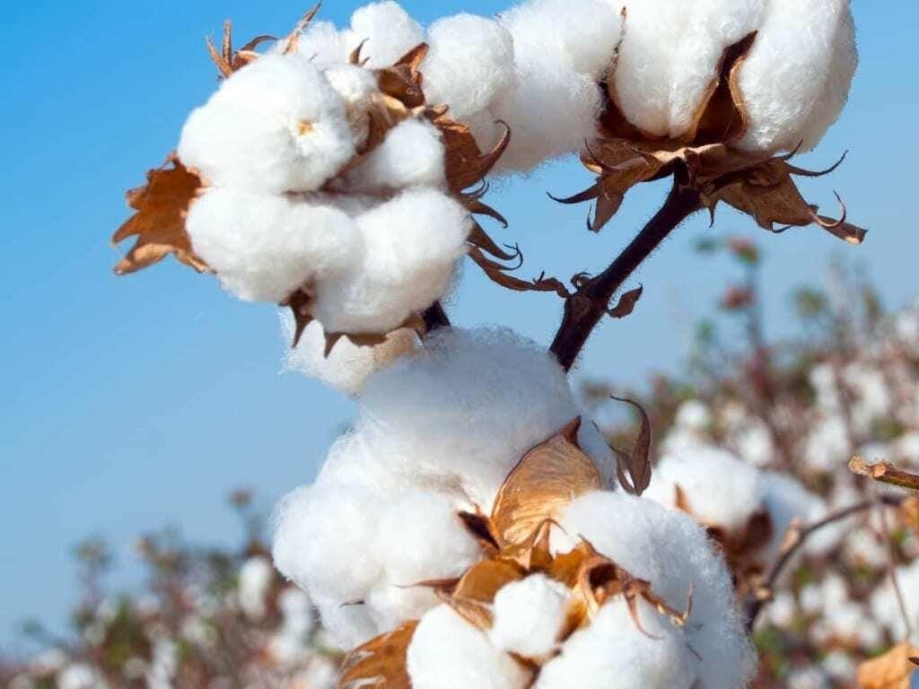 India`s Cotton Crisis - From Self-Sufficiency to Import Dependence
