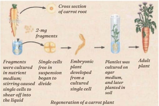 F. C. Steward`s Experiment on Phloem Cells of Carrot: Effects of Nutrient Medium on Growth