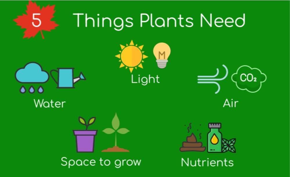 What Do Plants Need to Survive?