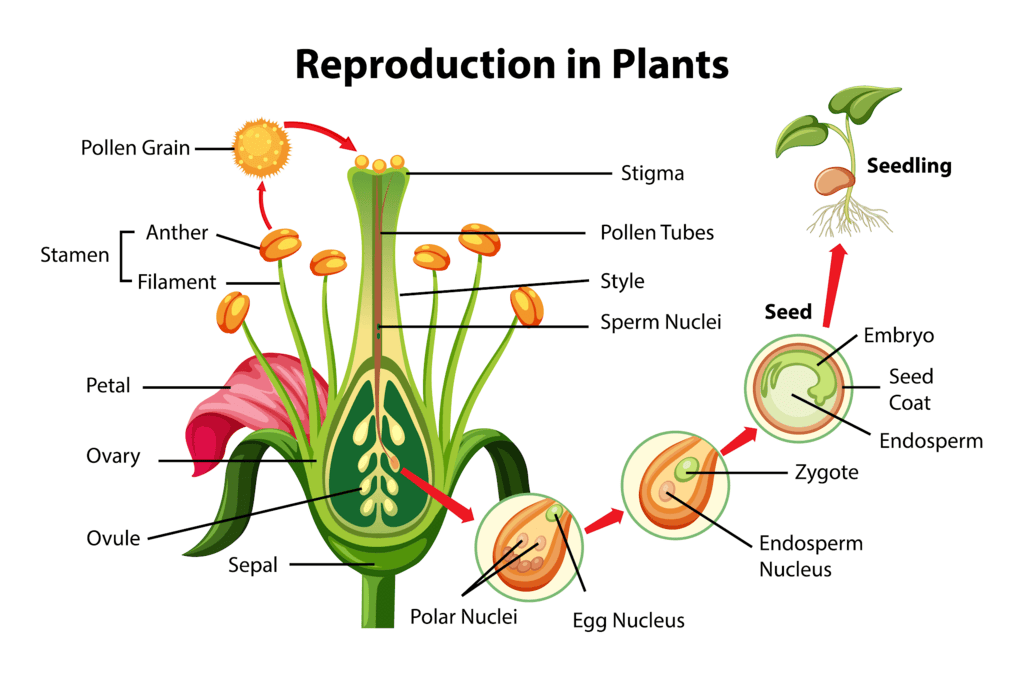 Plant Reproduction Chapter Notes | Science Class 5 ICSE