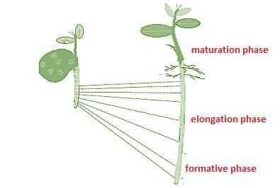 CBSE NCERT Notes Class 11 Biology Plant Growth Development