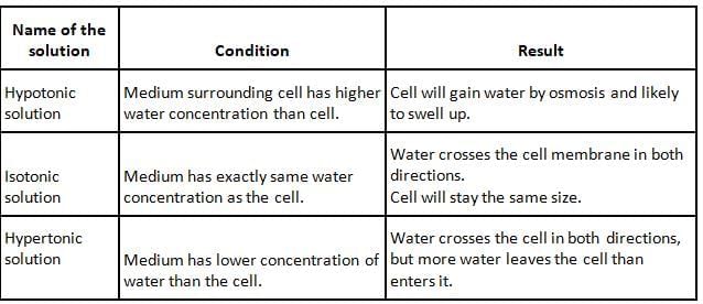 Cell and Cell Organelles Chapter Notes | Biology for SSS 1