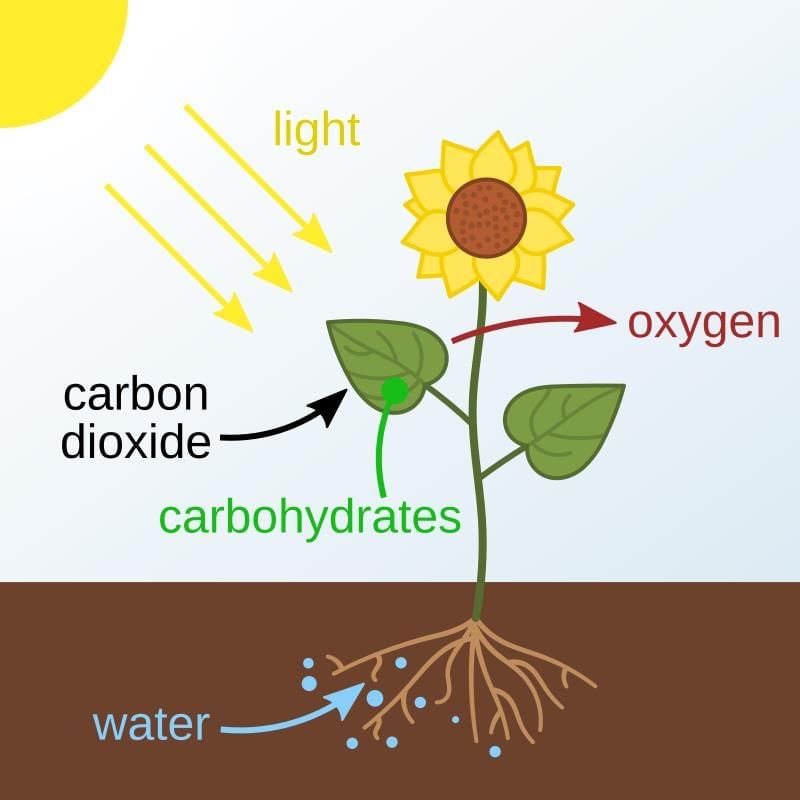 Revision Notes: Photosynthesis - Provider of Food for All | Biology Class 10 ICSE
