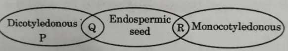 Multiple Choice Questions (MCQs)  - 1 Mark