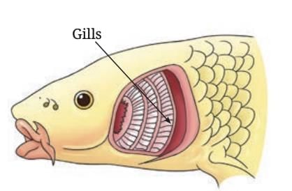 Life Processes in Animals Class 7 Notes Science Chapter 9 Free PDF