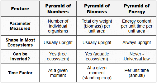 4. Key Distinctions Between Pyramid Types