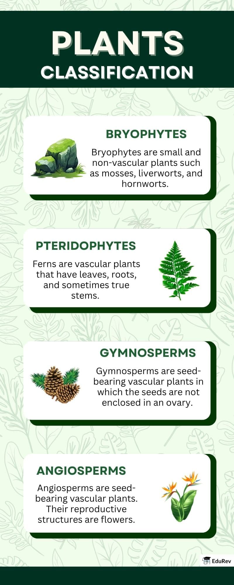 Infographics: Plant Kingdom Classification | Biology Class 11 - NEET