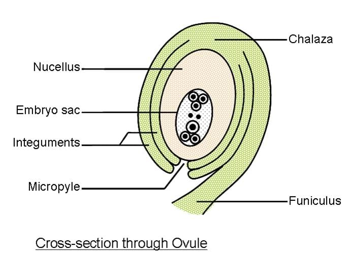 Draw the structure of an ovule and label its parts.