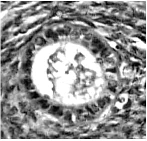 Folliculogenesis and the `Follicular Phase`