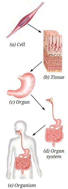 Levels of Organisation in Living Organisms