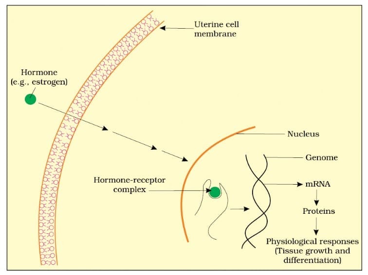Mechanism of hormone action