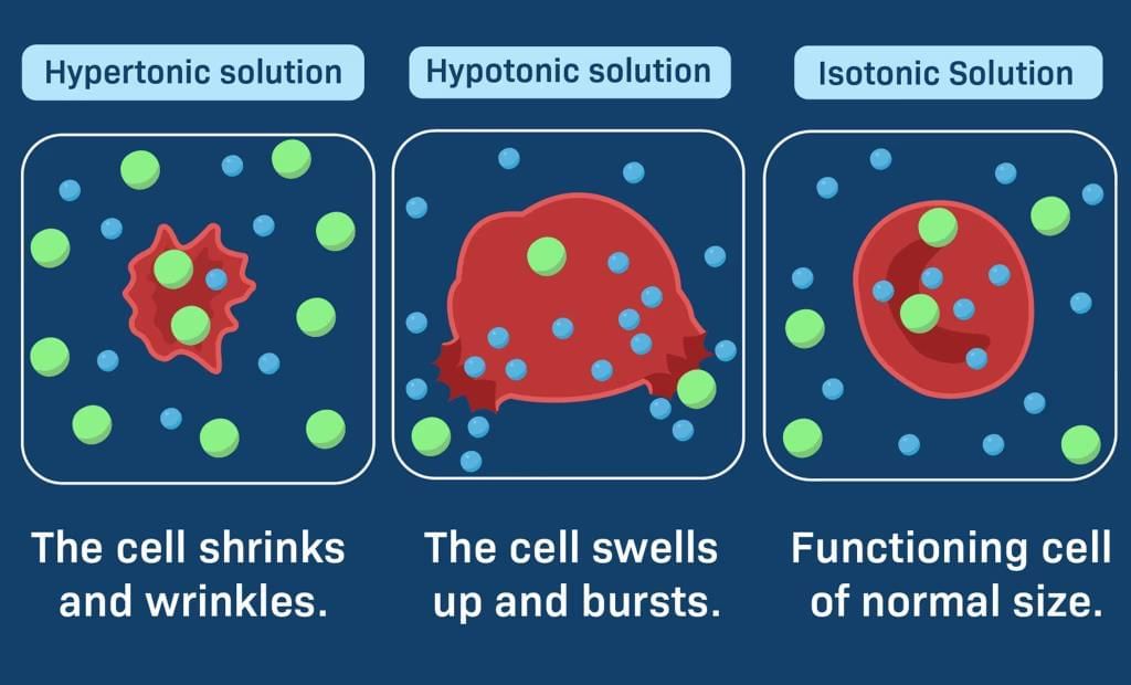 Cell and Cell Organelles Chapter Notes | Biology for SSS 1