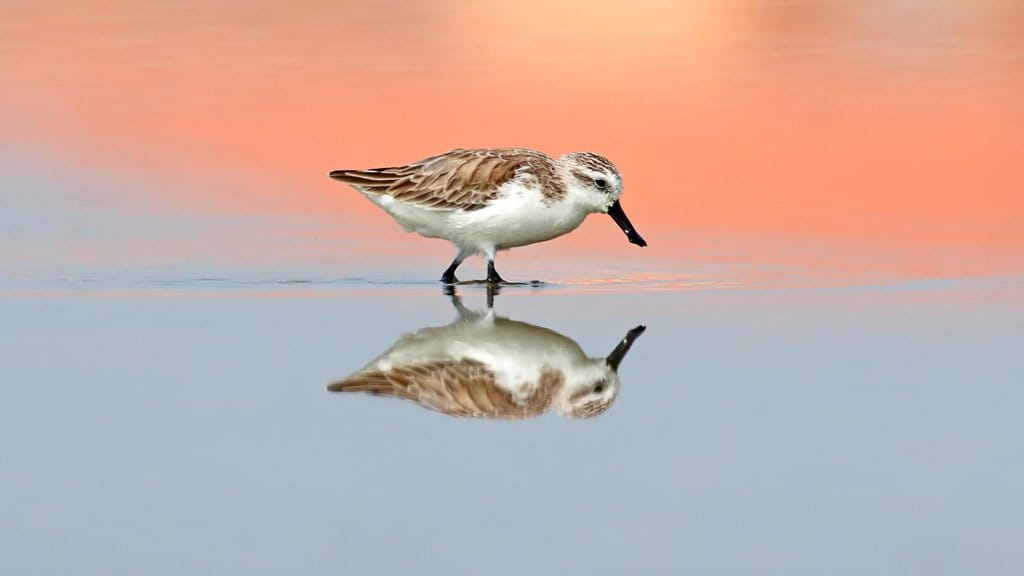 Spoon Billed Sandpiper