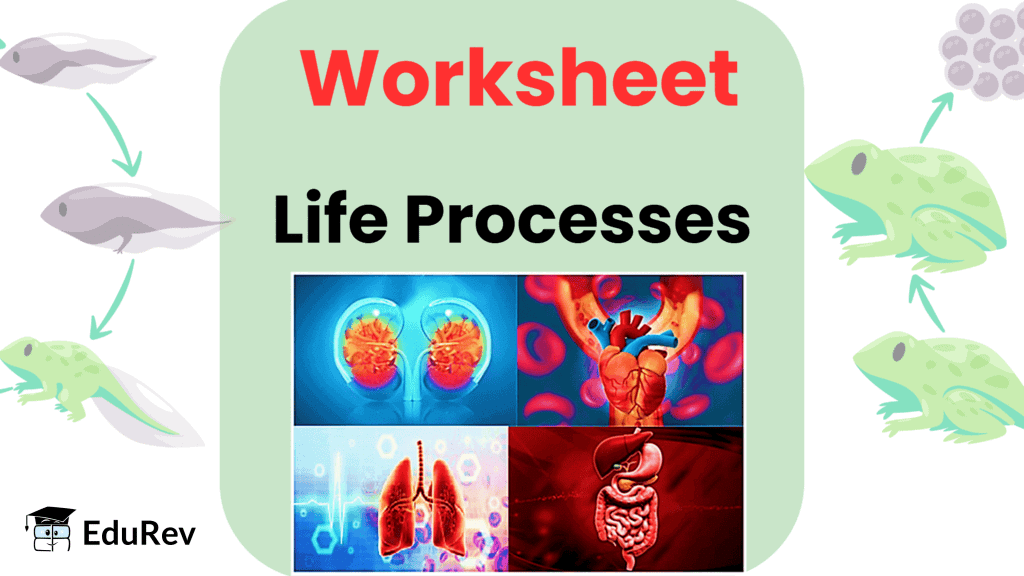 Life Processes - 1 Class 10 Worksheet Science
