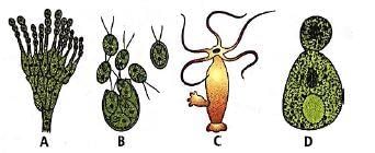 Biology Question Image