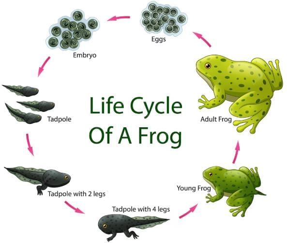 Staying Alive Chapter Notes | Year 3 Science IGCSE (Cambridge) - Class 3