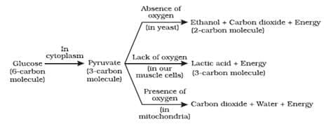 Class 10 Science Chapter 5 Previous Year Questions - Life Processes