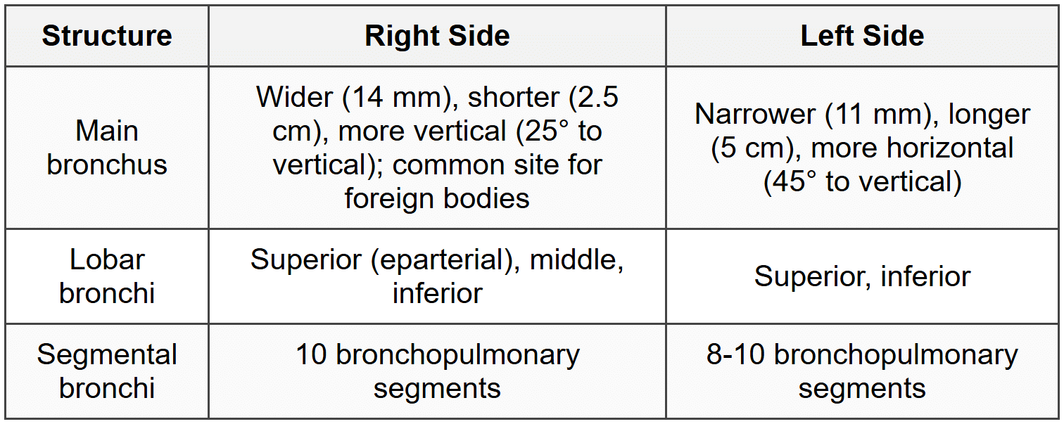 4.2.5 Bronchial Tree